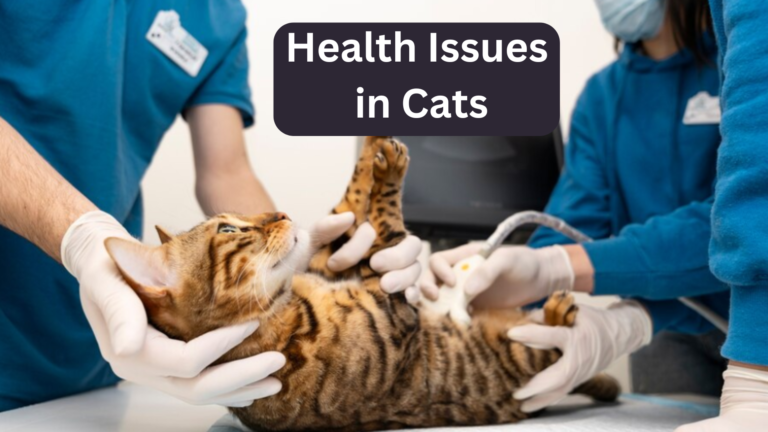 Top 5 Health Issues in Cats